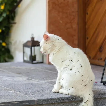 Lägenhet Reschenlehen Ferienwohnungen Ramsau bei Berchtesgaden